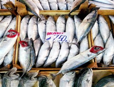 Marmara'da Balık Az, Fiyatlar Yüksek