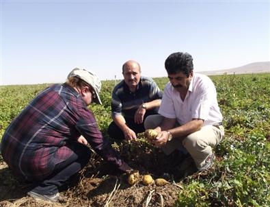 Aksaray’da Patates Tarlaları Kontrol Ediliyor