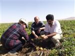 DOĞANTARLA - Aksaray’da Patates Tarlaları Kontrol Ediliyor