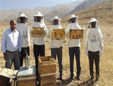 Gevaş'ta Bal Hasadı Başladı