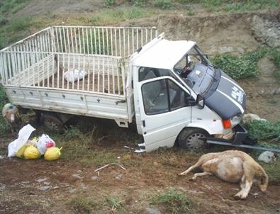 Kurbanlık Koyun Trafik Kazasında Telef Oldu