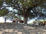 ÇITLEMBIK - Asırlık Çitlembik Ağacına Şehzadeler Sahip Çıktı