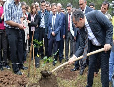 Bolu’da 200 Adet Ceviz Fidanı Dikildi