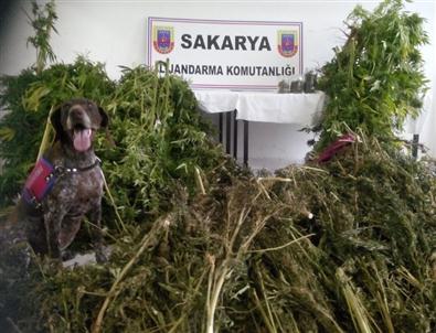 Jandarma Ekipleri Baskınlarına Devam Ediyor