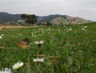 Kaz Dağları’na Teleferik Kurulacak