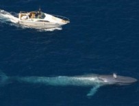 SEVIMLI HAYVANLAR - Bu nasıl evrim!