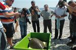 DENİZ KAPLUMBAĞALARI - Tedavisi Tamamlanan Kaplumbağa Sekiz Ay Sonra Tekrar Mavi Sularda