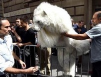KUTUP AYISI - Kutup ayısı gözaltında
