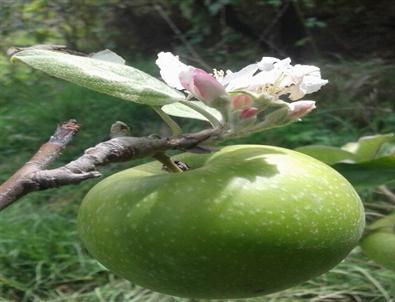 Suşehri’nde Elma Ağacı İkinci Kez Çiçek Açtı