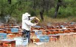 DOĞAL BAL - 66 Bin Hektar Basralı Çam Korumaya Alındı