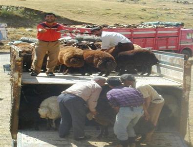 Kurban Öncesi Hayvan Nakliyatı Yakın Takibe Alındı