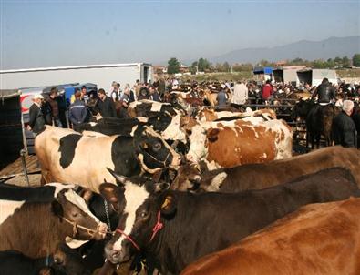 Kurbanlık Alırken Dikkat