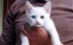 VAN KEDİSİ - Göz Renkleri Farklı Kedi İlgi Odağı Oldu