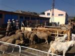 KURBAN FİYATLARI - Bozüyük Hayvan Pazarında Hareketlilik Başladı