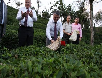 Rize Belediye Başkanı Kasap Köyünde Misafir Ettiği Konuklarıyla Çay Topladı