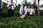 Rize Belediye Başkanı Kasap Köyünde Misafir Ettiği Konuklarıyla Çay Topladı Haberi