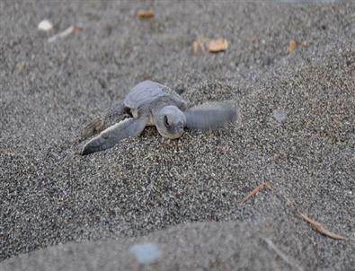 Yuvadan Çıkan Son Deniz Kaplumbağaları Da Akdeniz'e Ulaştı