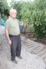 DEMRE - İlçede Hünnapı İlk Kez 40 Yıl Önce Yetiştirdi