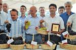 BAĞ BOZUMU - Tekirdağ’ın Üzümleri Yarıştı