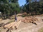 ORMAN ALANI - Yozgat’ta Ormanlık Alanlar Gençleştiriliyor