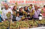 ÜZÜM BAĞI - Nevşehir’de Üzüm Üretimi Her Geçen Yıl Azalıyor