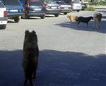 AHMET DENIZ - Sokak Hayvanları Didim Belediyesine Emanet