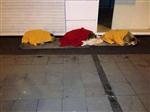 SOKAK KÖPEKLERİ - İzmirliler, Üşüyen Sokak Köpeklerinin Üzerini Battaniyeyle Örttü