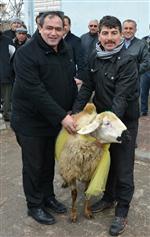 DOĞUM ORANI - Sosyal Risk Altında Olan Çiftçilere Damızlık Koyun ve Koç Dağıtıldı