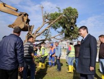 ANTALYA BELEDİYESİ - Antalya Belediyesi ağaçları kesmek yerine söktü