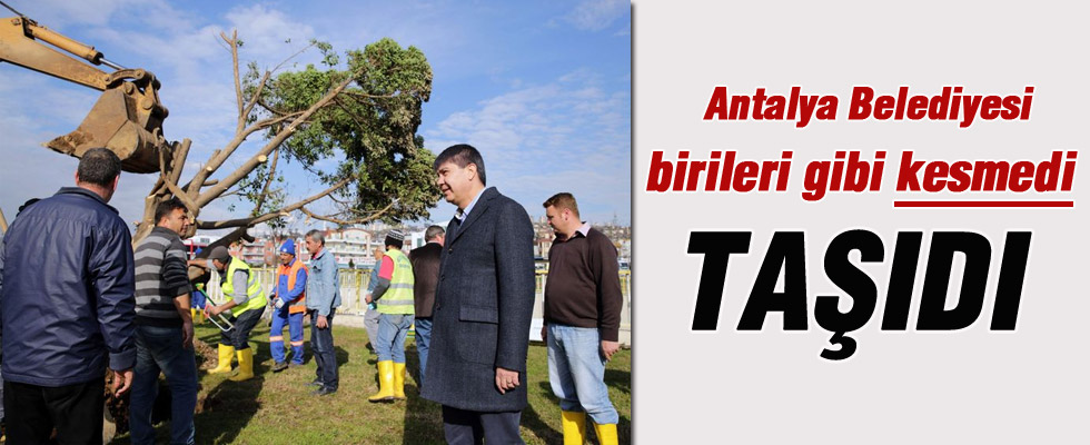 Antalya Belediyesi ağaçları kesmek yerine söktü