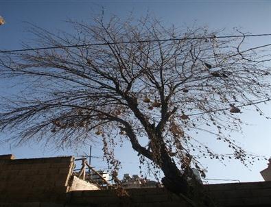 Kilis’teki Kabak Ağacı Görenleri Şaşırtıyor