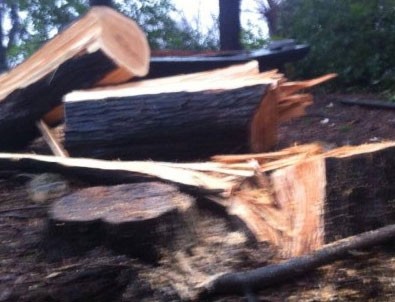 Sarıyer Belediyesi'nden ağaç katliamı