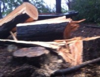 SARIYER BELEDİYESİ - Sarıyer Belediyesi'nden ağaç katliamı