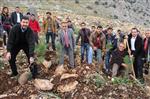 ÖLÜMSÜZ - Gençler 50 Çam Fidanını Toprakla Buluşturdu