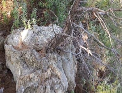 Kayada Hayat Bulan Kızılçam Anıt Ağaç Olacak