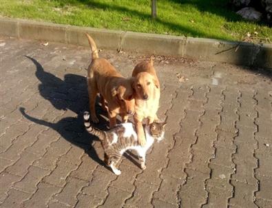 Milas'ta Kediler ve Köpeklerin Şaşırtan Dostluğu