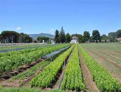 Samsun'da 50 Bin Adet Fidan Dikildi