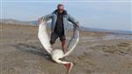 FEN FAKÜLTESİ - Koruma Altındaki Pelikan Öldürüldü