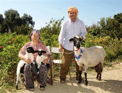 Sakız Koyunu Yetiştiricinin Elinde İslah Edilecek