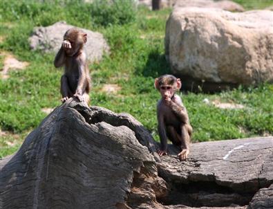 Öğrencilere Karne Hediyesi Hayvanat Bahçesi Gezisi
