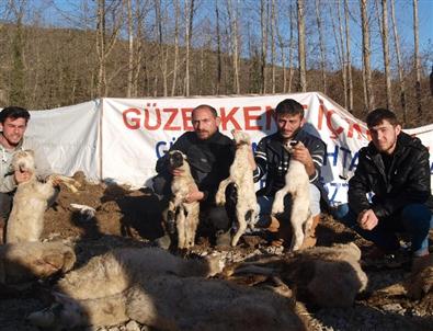 Sinop'ta Koyunları Telef Olan Üreticiler Yardım Bekliyor