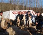 BANKA KREDİSİ - Sinop'ta Koyunları Telef Olan Üreticiler Yardım Bekliyor