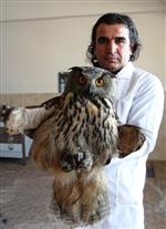 YÜKSEKOVA DEVLET HASTANESİ - Lokman Hekim’den Avcılara Uyarı