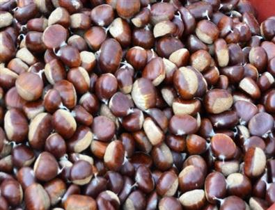 Organik Kestane Zam Şampiyonu