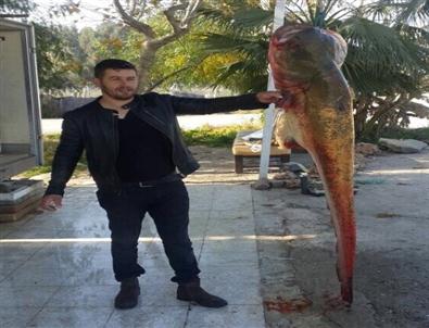 Seyhan Baraj Gölü'nden 2 Metrelik Balık Çıktı