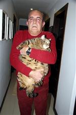 FAZLA KILO - (özel Haber) 12,5 Kiloluk Kedi Obezite Tedavisi Görüyor