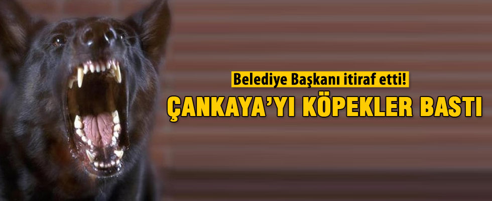 Alper Taşdelen'den 'köpek' itirafı