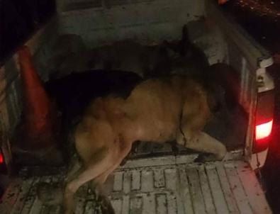 Bolu'da İki Köpeğin Belediye Tarafından Öldürüldüğü İddiası