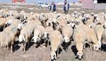 (özel Haber) Çobanlara Eğitim Kursu Açılıyor Haberi
