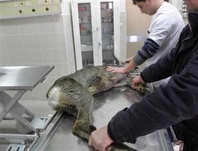 Yasak Avlanma Yapan Avcılara Para Cezası